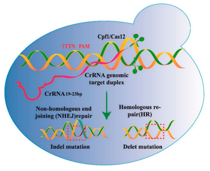 172310333279777610.png image.png