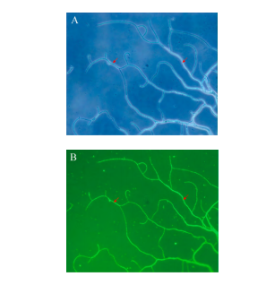 172947446295968323.png 图片9.png