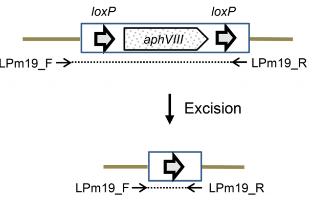 173190850795014324.png 图片21.png