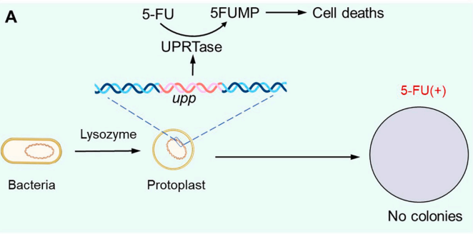 173329914525608811.png 763cf8d2847a72fc77fe5bd98dc43b63.png